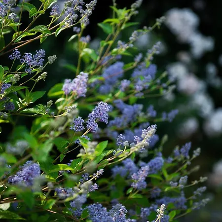 San Francesco 3* Savigliano