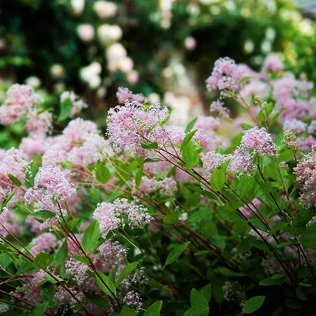 San Francesco Gæstehus 3*